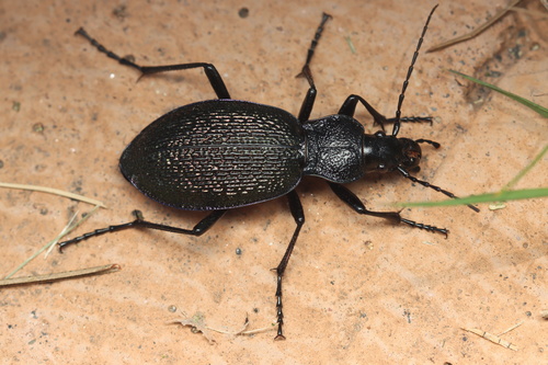 Carabus caelatus Fabricius, 1801