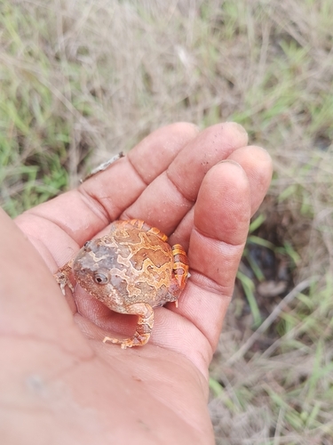 Burmese Squat Frog