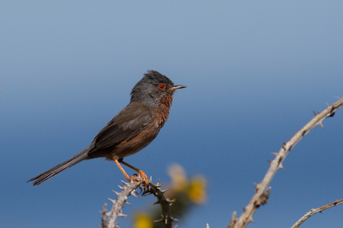 Dartford Warbler
