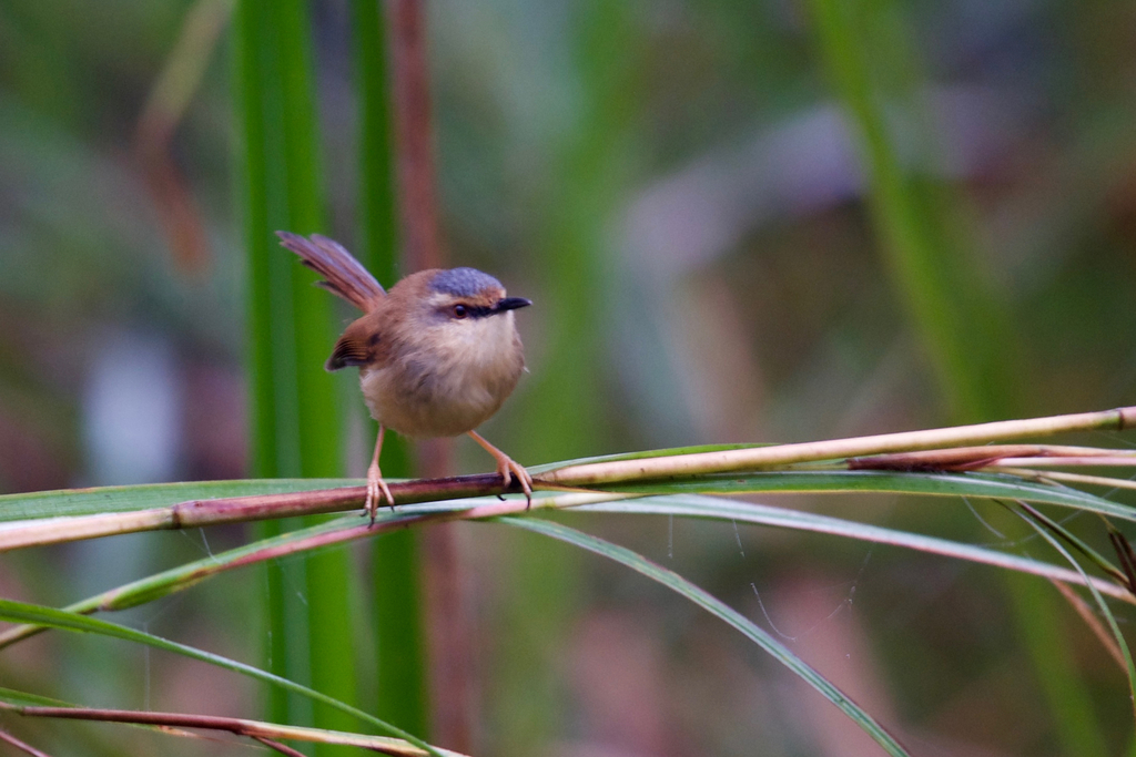Gray-crowned Prinia photo