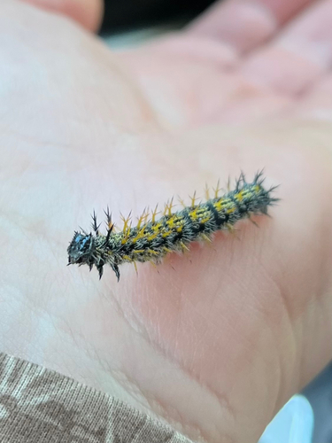iNaturalist observation photo of Buck and Io Moths