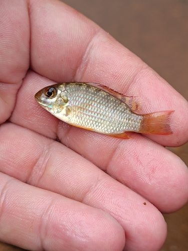 Guinean Tilapia