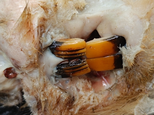 Greater Cane Rat