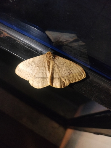 Eupterote undata