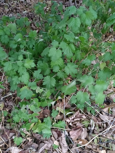 common motherwort