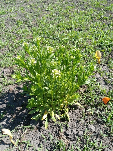 field penny-cress
