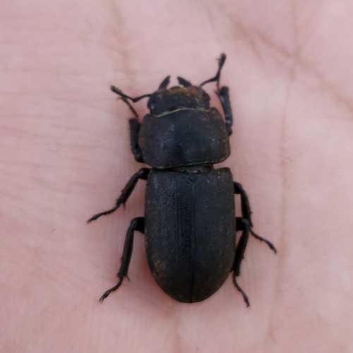 Lesser Stag Beetle