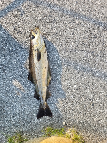 Pollachius pollachius