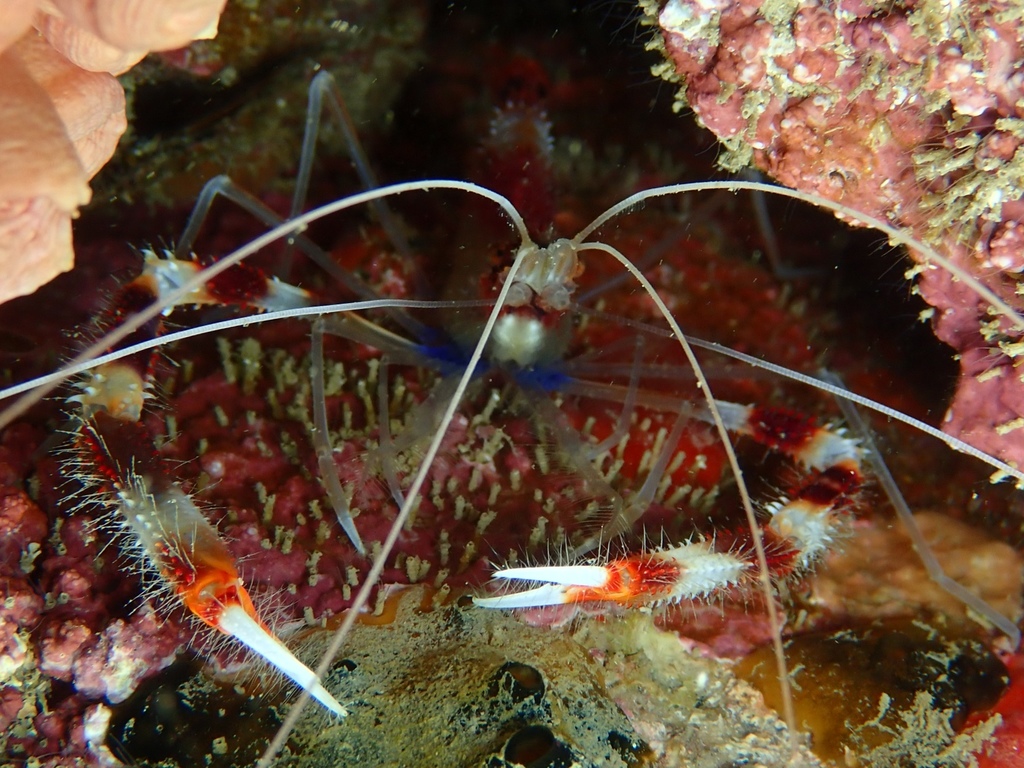 Banded Coral Shrimp