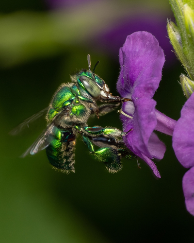 Euglossa heterosticta