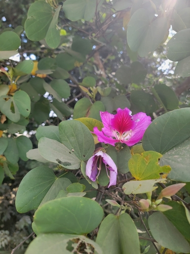 Orchid tree