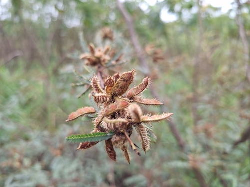 Mimosa bimucronata