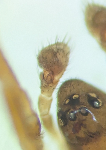 Floricomus nasutus