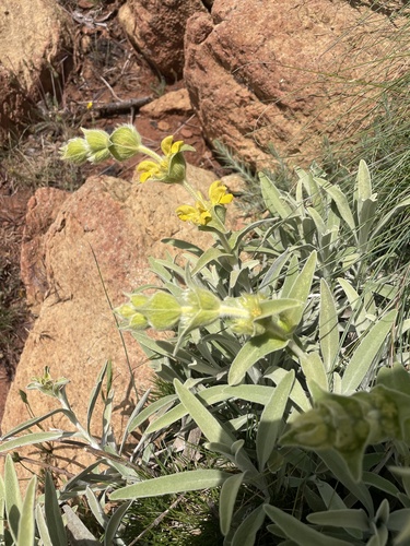 Avistamiento Phlomis lychnitis