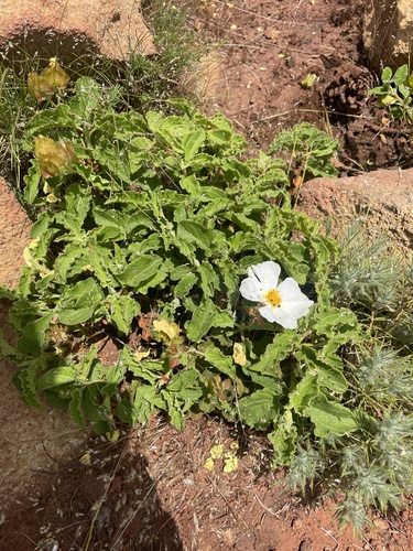 Avistamiento Cistus populifolius