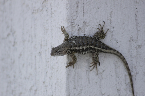 White-bellied Rough Lizard