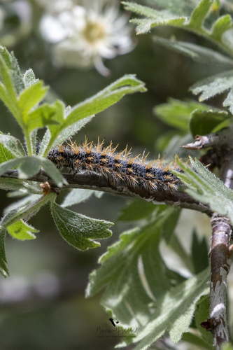 Large Tortoiseshell