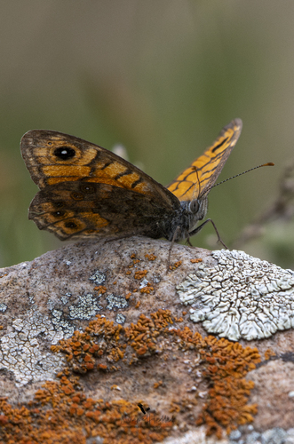 Wall Brown