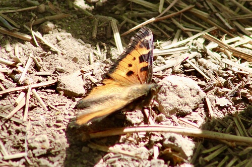 iNaturalist observation photo of California Tortoiseshell