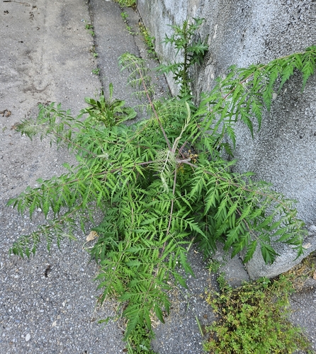 staghorn sumac