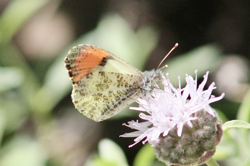 iNaturalist observation photo of Sara Orangetip