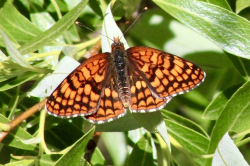 iNaturalist observation photo of Northern Checkerspot