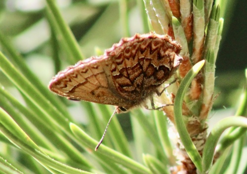 iNaturalist observation photo of Western Pine Elfin