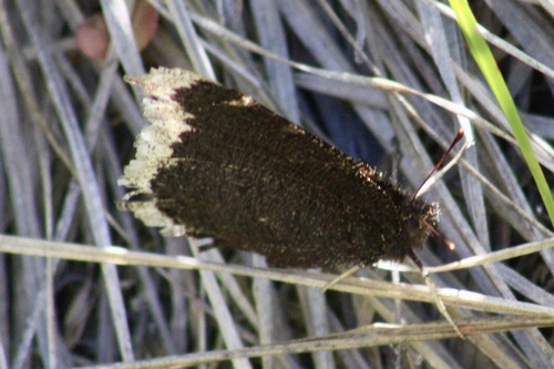 iNaturalist observation photo of Mourning Cloak