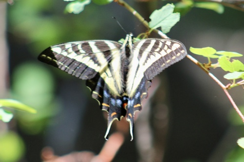 iNaturalist observation photo of Pale Swallowtail