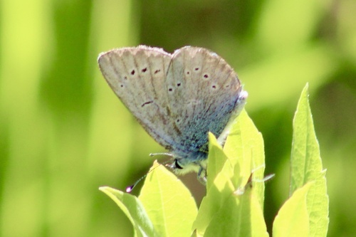 iNaturalist observation photo of Silvery Blue