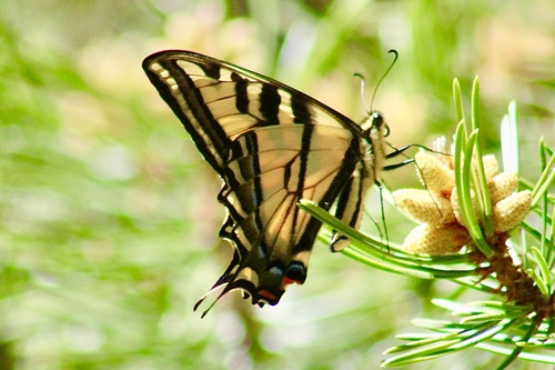 iNaturalist observation photo of Western Tiger Swallowtail