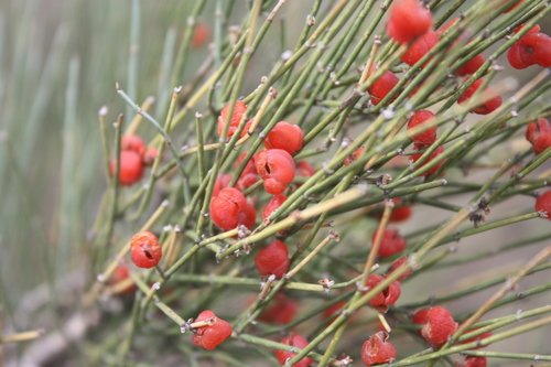 European Ephedra