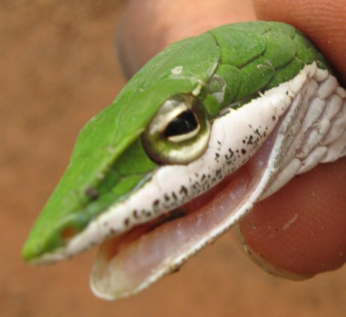 Bird Snake