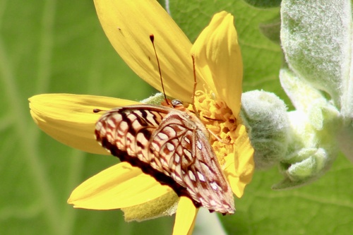 iNaturalist observation photo of Zerene Fritillary
