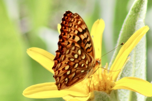 iNaturalist observation photo of Zerene Fritillary
