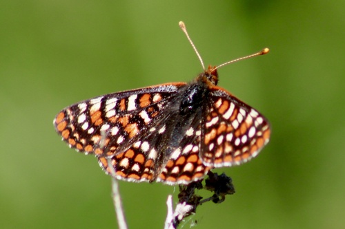 iNaturalist observation photo of Edith's Checkerspot