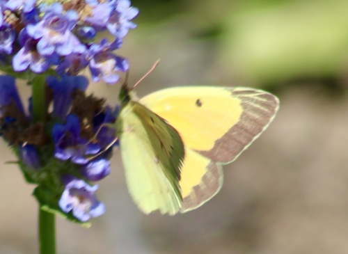 iNaturalist observation photo of Orange Sulphur