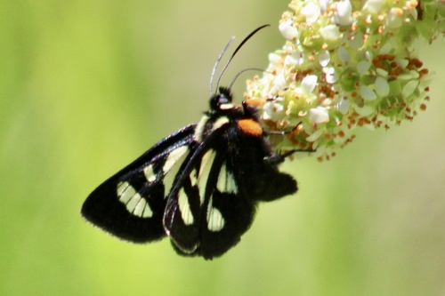 iNaturalist observation photo of MacCulloch's Forester Moth
