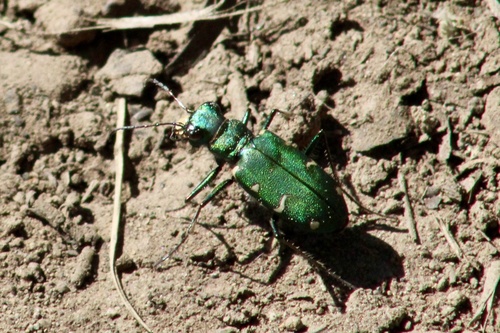 iNaturalist observation photo of Boreal Long-lipped Tiger Beetle