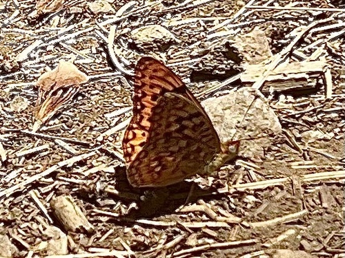 iNaturalist observation photo of Great Basin Fritillary