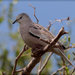 Picuí Ground Dove - Photo (c) RAP, all rights reserved, uploaded by RAP