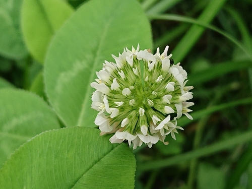 white clover