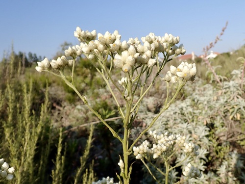 California pearly everlasting