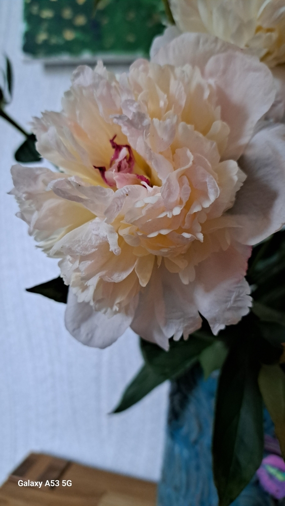 Paeonia rockii