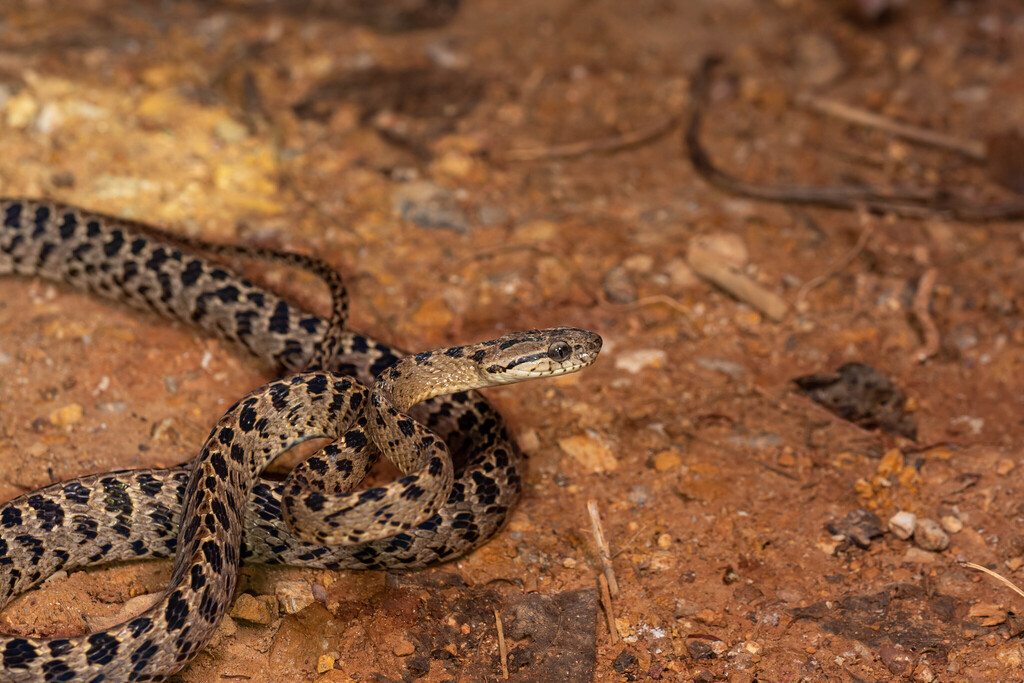 Many-spotted Cat Snake from 中国云南省临沧市镇康县 on June 7, 2025 at 09:58 PM by ...