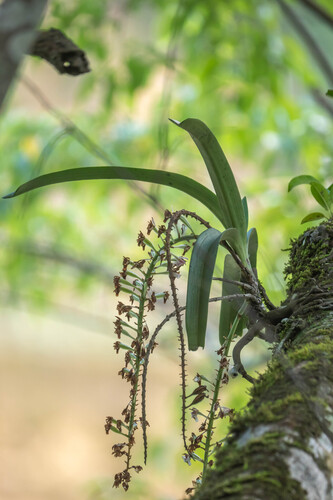 Foxtail Orchid