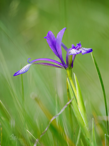 Iris sintenisii Janka