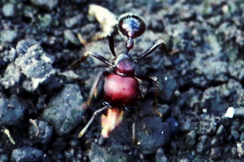 Pogonomyrmex lobatus