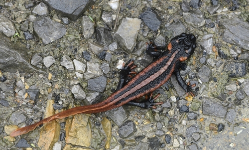 Red-tailed Knobby Newt