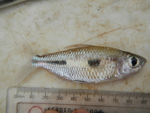 Boulenger's Featherfin Tetra